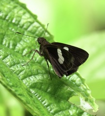 Notocrypta paralysos