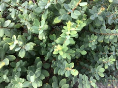 Wikstroemia uva-ursi