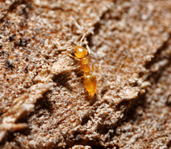 Plagiolepis alluaudi