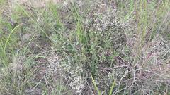 Erica mauritanica