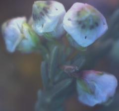 Erica mauritanica