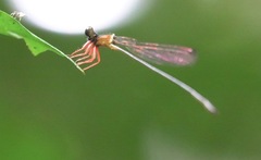 Igneocnemis haematopus