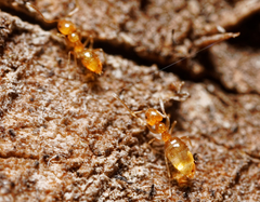 Plagiolepis alluaudi