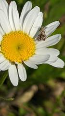 Tebenna gnaphaliella