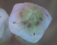 Erica mauritanica
