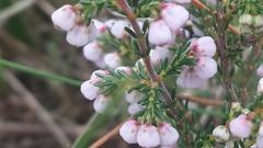 Erica mauritanica