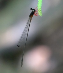 Igneocnemis haematopus