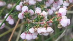 Erica mauritanica