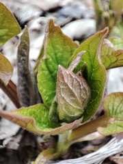 Brunnera sibirica