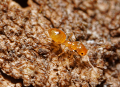 Plagiolepis alluaudi