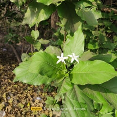 Morinda pubescens