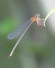Igneocnemis haematopus