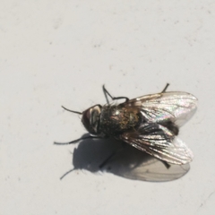 Pollenia