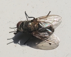 Pollenia