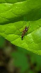 Synemosyna formica