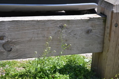Capsella bursa-pastoris