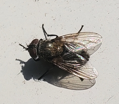 Pollenia