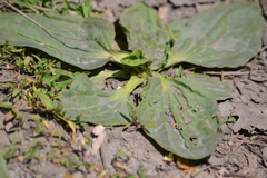 Plantago major