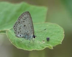 Acytolepis puspa