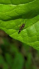 Synemosyna formica