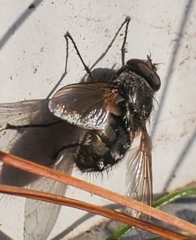Pollenia