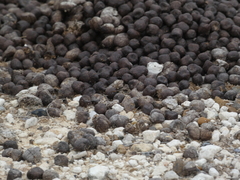 Boselaphus tragocamelus