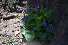 Viola sororia