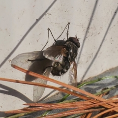 Pollenia