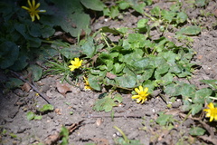Ficaria verna