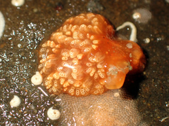Aplidium benhami