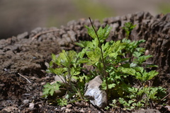 Artemisia vulgaris