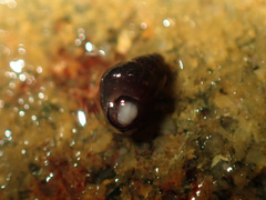 Eatoniella