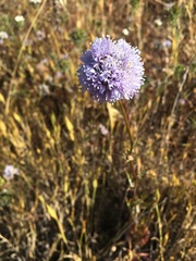 Gilia capitata capitata