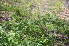 Rosa multiflora