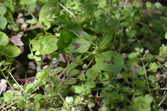 Persicaria virginiana
