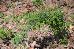 Rosa multiflora