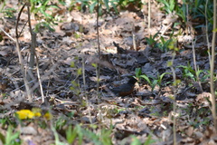 Turdus migratorius