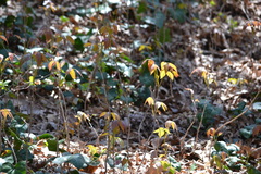 Toxicodendron radicans