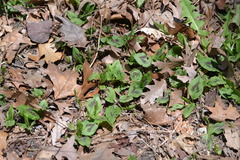 Persicaria virginiana