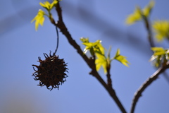 Liquidambar styraciflua