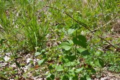 Alliaria petiolata