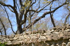 Clethra alnifolia