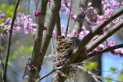 Turdus migratorius