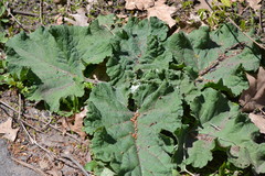 Arctium