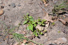 Persicaria virginiana