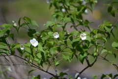 Rhodotypos scandens
