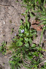 Viola