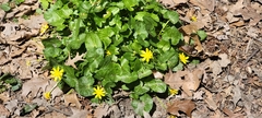 Ficaria verna