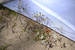 Draba verna