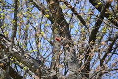 Cardinalis cardinalis